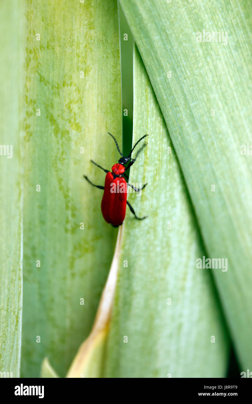 Scarce Black headed Cardinal Beetle (Pyrochroa coccinea) Stock Photo