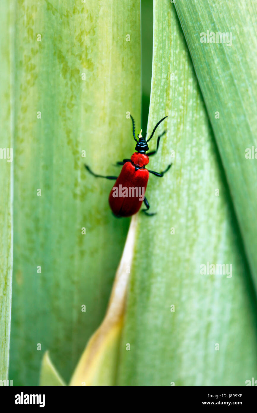 Scarce Black headed Cardinal Beetle (Pyrochroa coccinea) Stock Photo