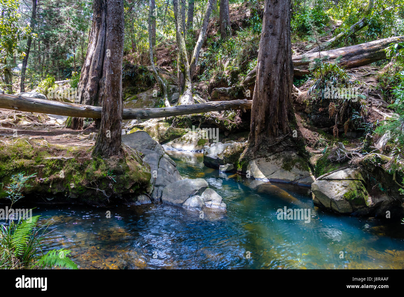 River and woods at Arvi Park - Medellin, Antioquia, Colombia Stock Photo