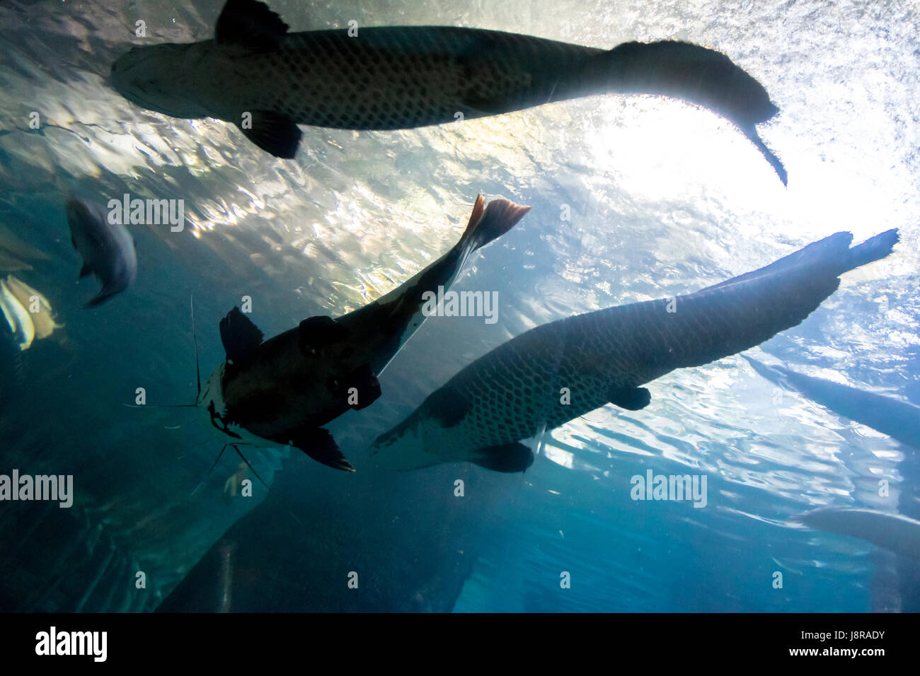 Underwater bottom-top silhouette of a big catfish and tarpon fish Stock Photo