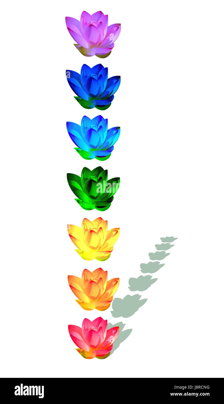flower, plant, lily, illustration, meditation, lotus, blue, beautiful, Stock Photo