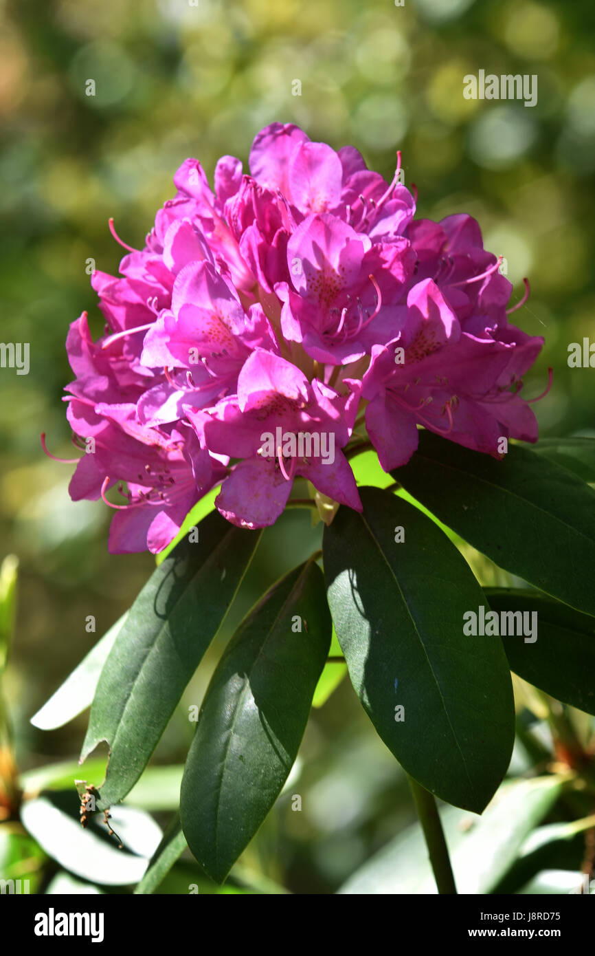 A Roddodendron blossom in full bloom Stock Photo