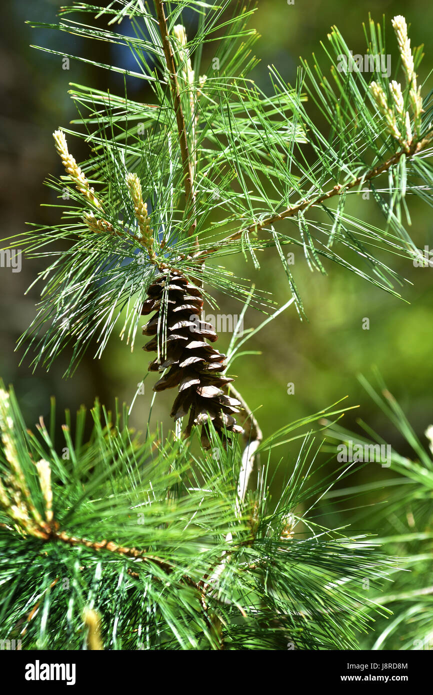 A pine cone - Pine Tree - Cape Cod, Massachusetts - USA Stock Photo