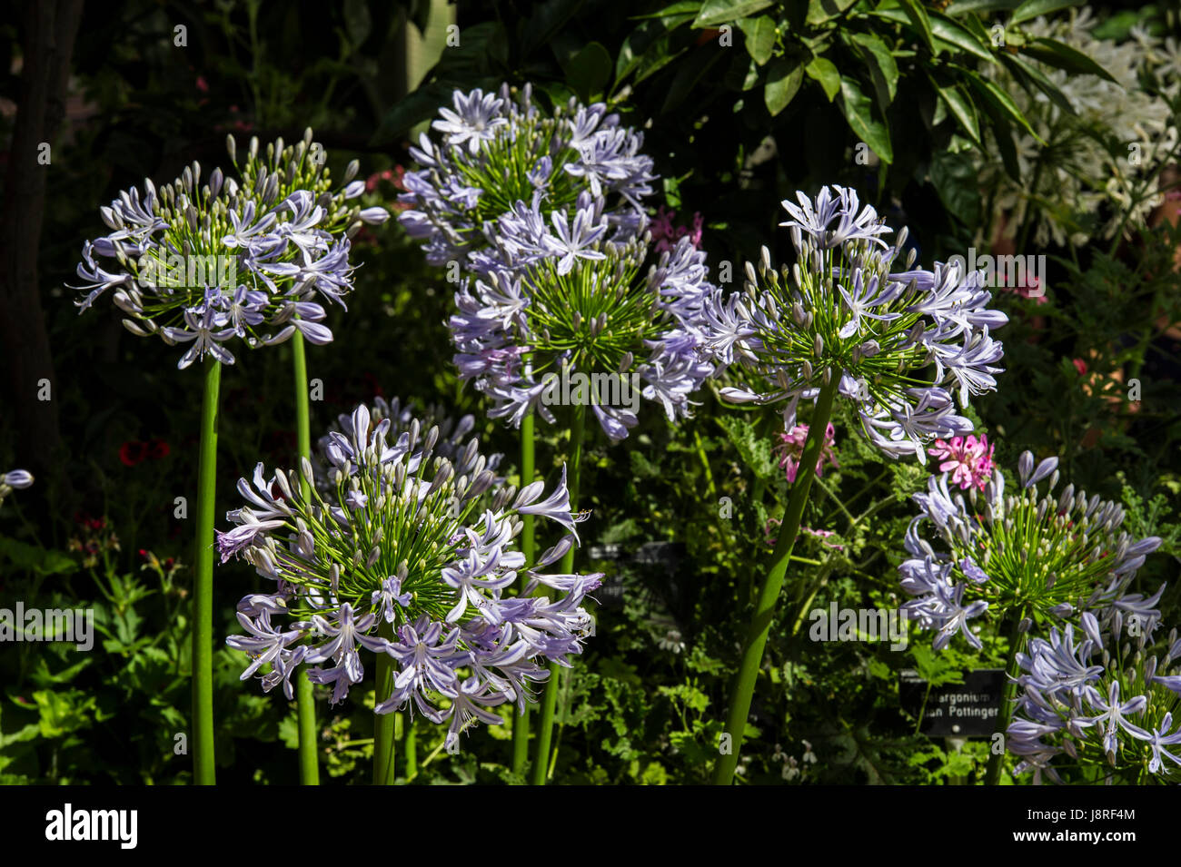 Agapanthus flowers Stock Photo