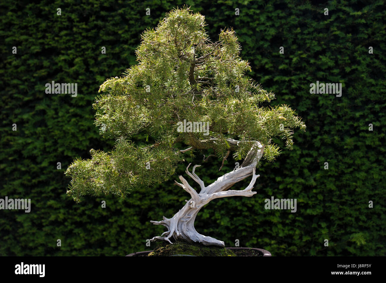 Juniper Bonsai tree Stock Photo