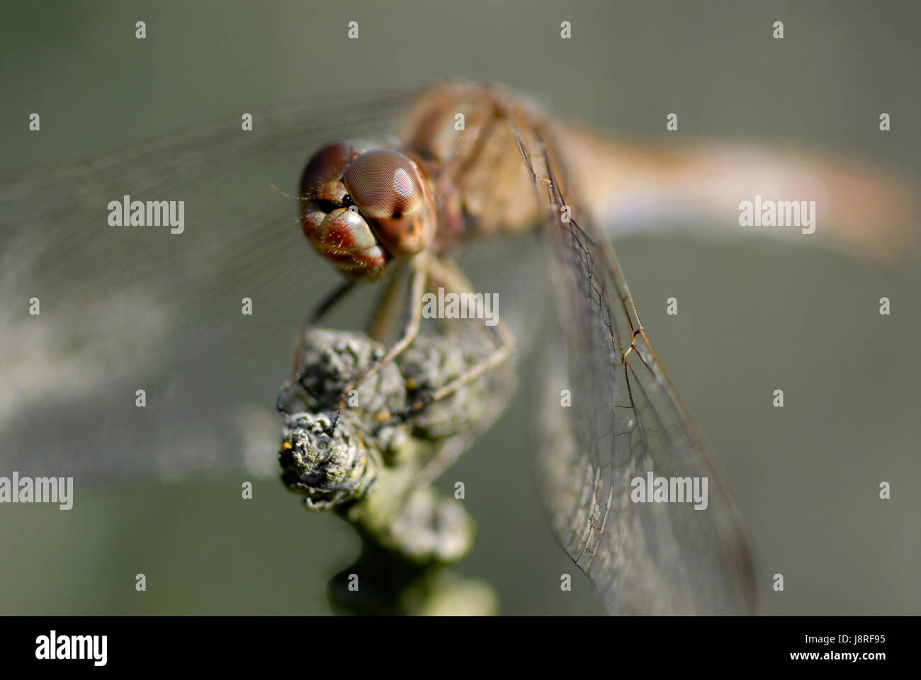 macro, close-up, macro admission, close up view, insect, eye, organ ...