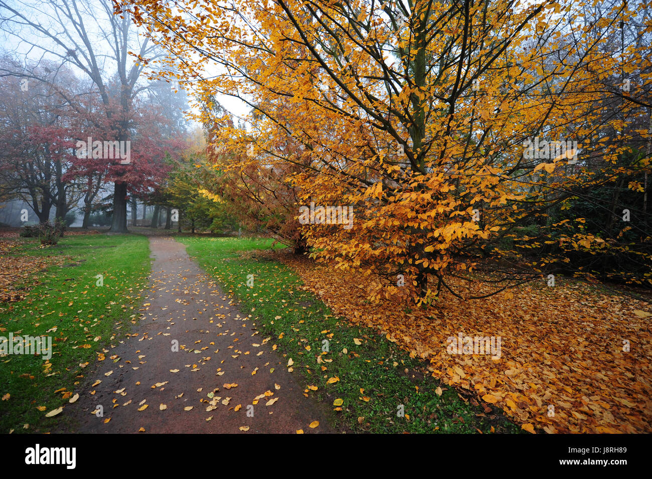 autumn Stock Photo