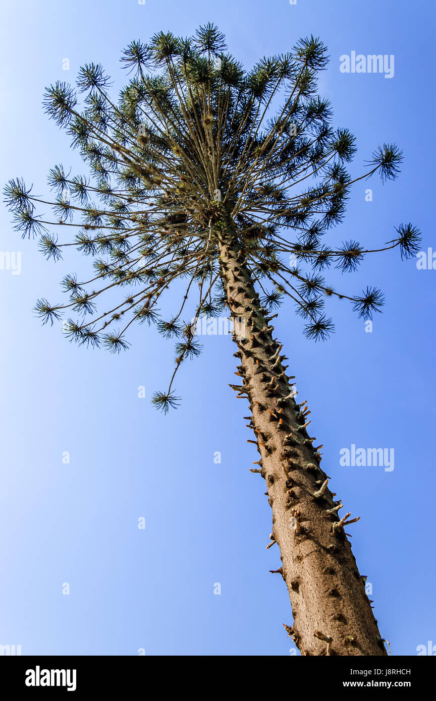 Ceiba or kapok tree (Ceiba Pentandra), Guatemala, Central America