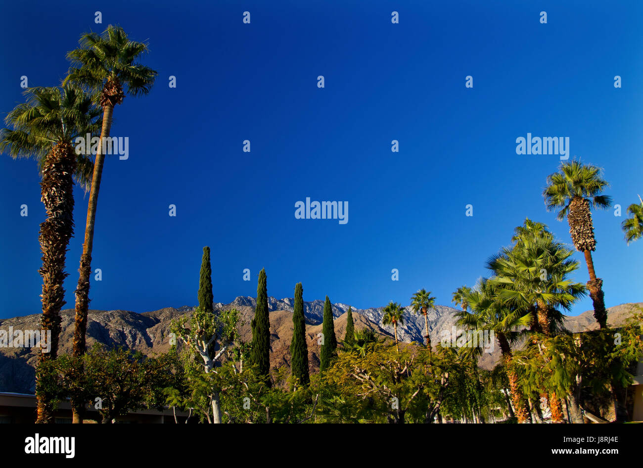 tree, trees, california, palms, travel, environment, enviroment, tree