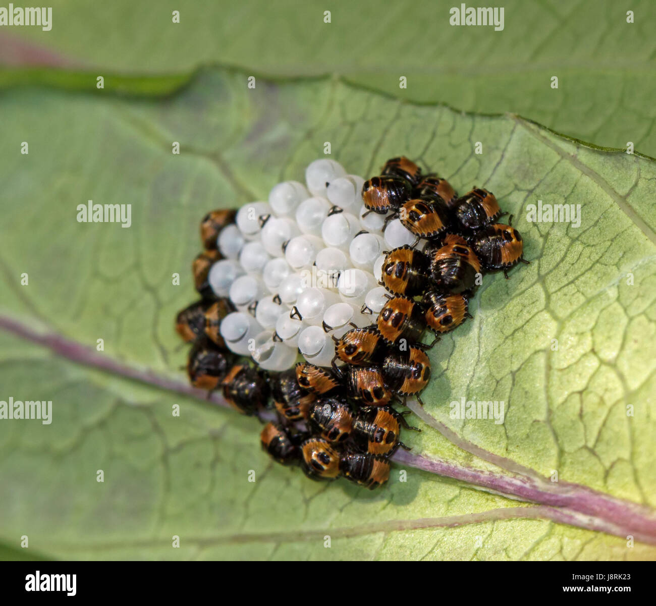 insect, wildlife, eggs, hatching, food, aliment, leaf, garden, insect,  brown Stock Photo - Alamy