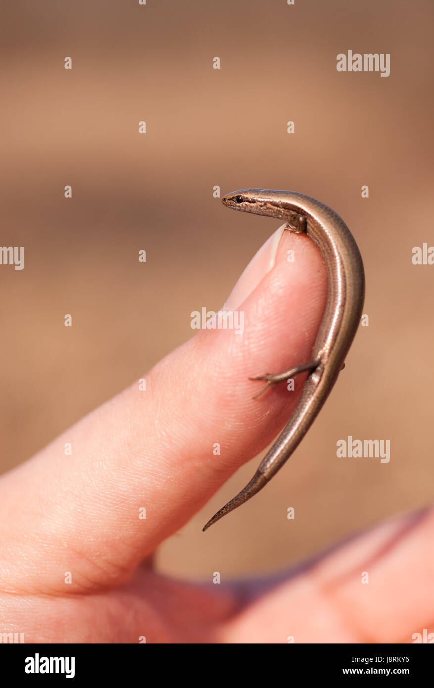 finger, colour, animal, reptile, lizard, outdoor, vertical, day, during the Stock Photo