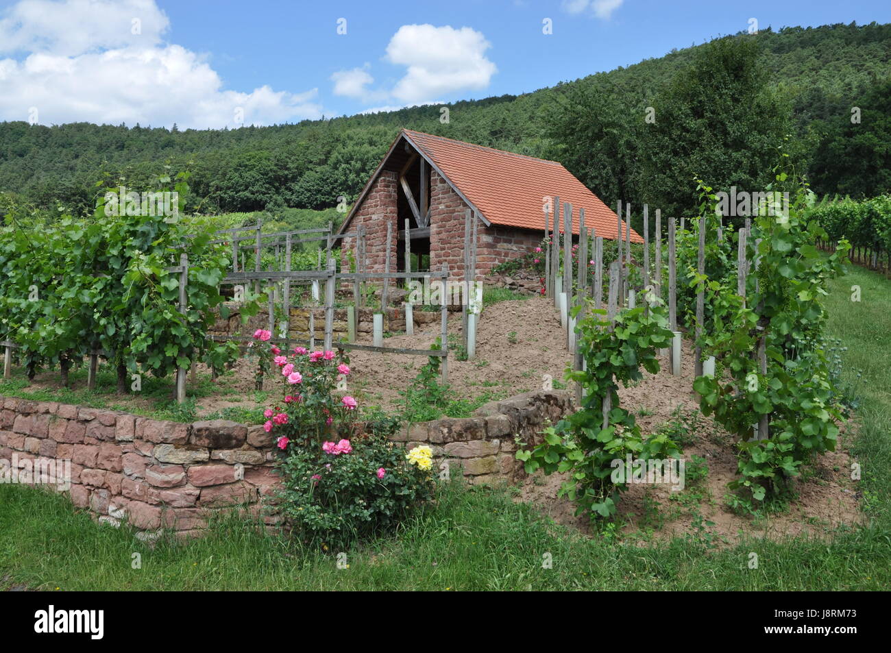 house, building, cultivation of wine, vineyard, lodge, hut, francs, bavaria, Stock Photo