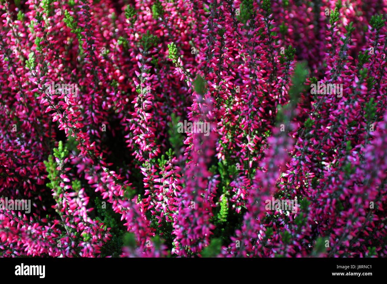 beautiful, beauteously, nice, colour, closeup, flower, plant, bed, bloom, Stock Photo