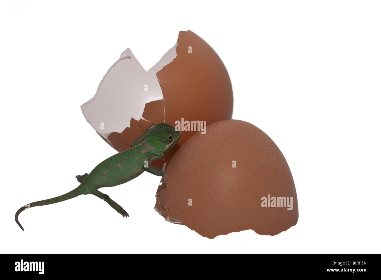 Rainforest reptiles Cut Out Stock Images & Pictures - Alamy