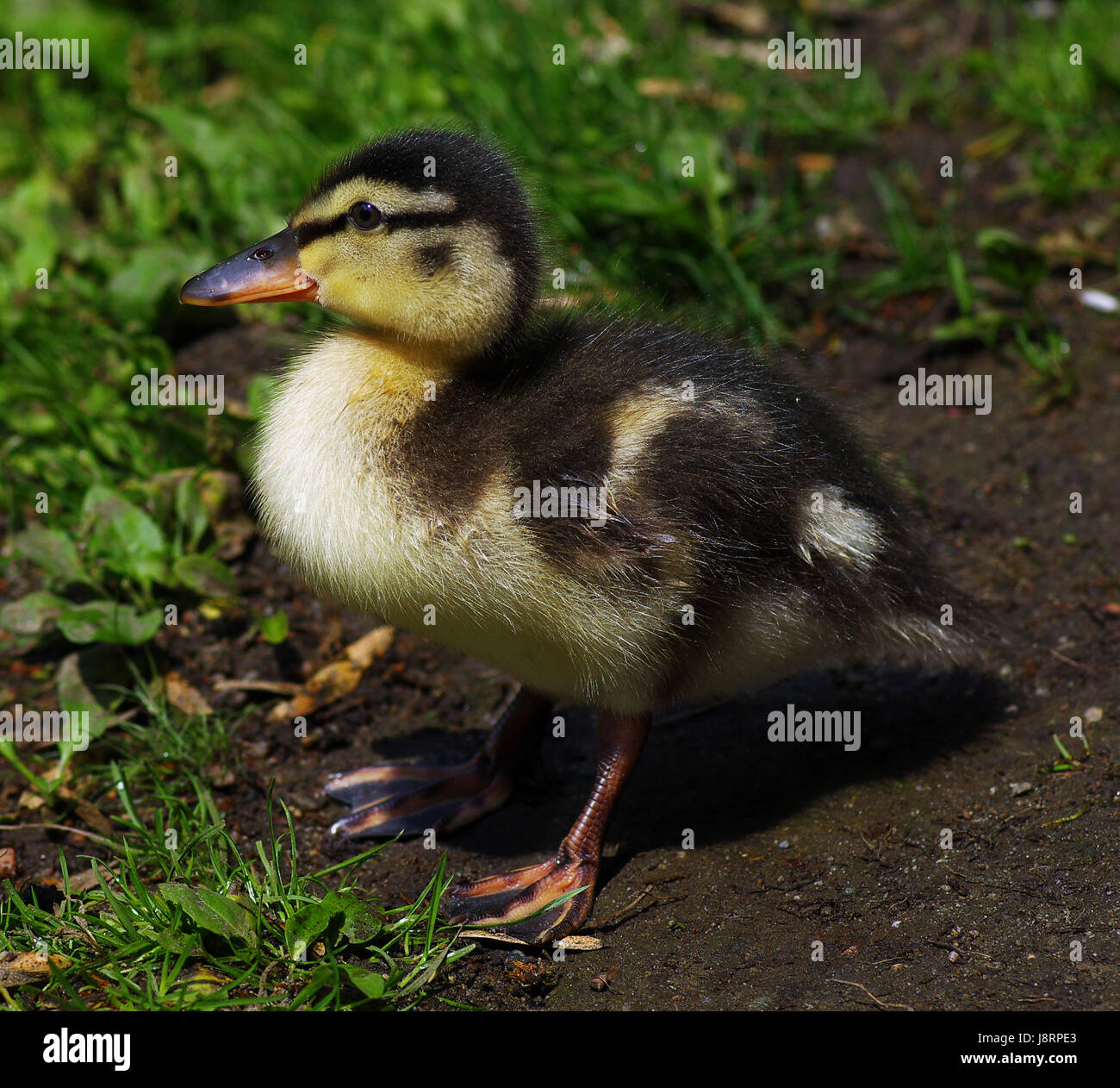 wing, beak, duck, mallard, beaks, garden, bird, birds, wing, beak, feathering, Stock Photo