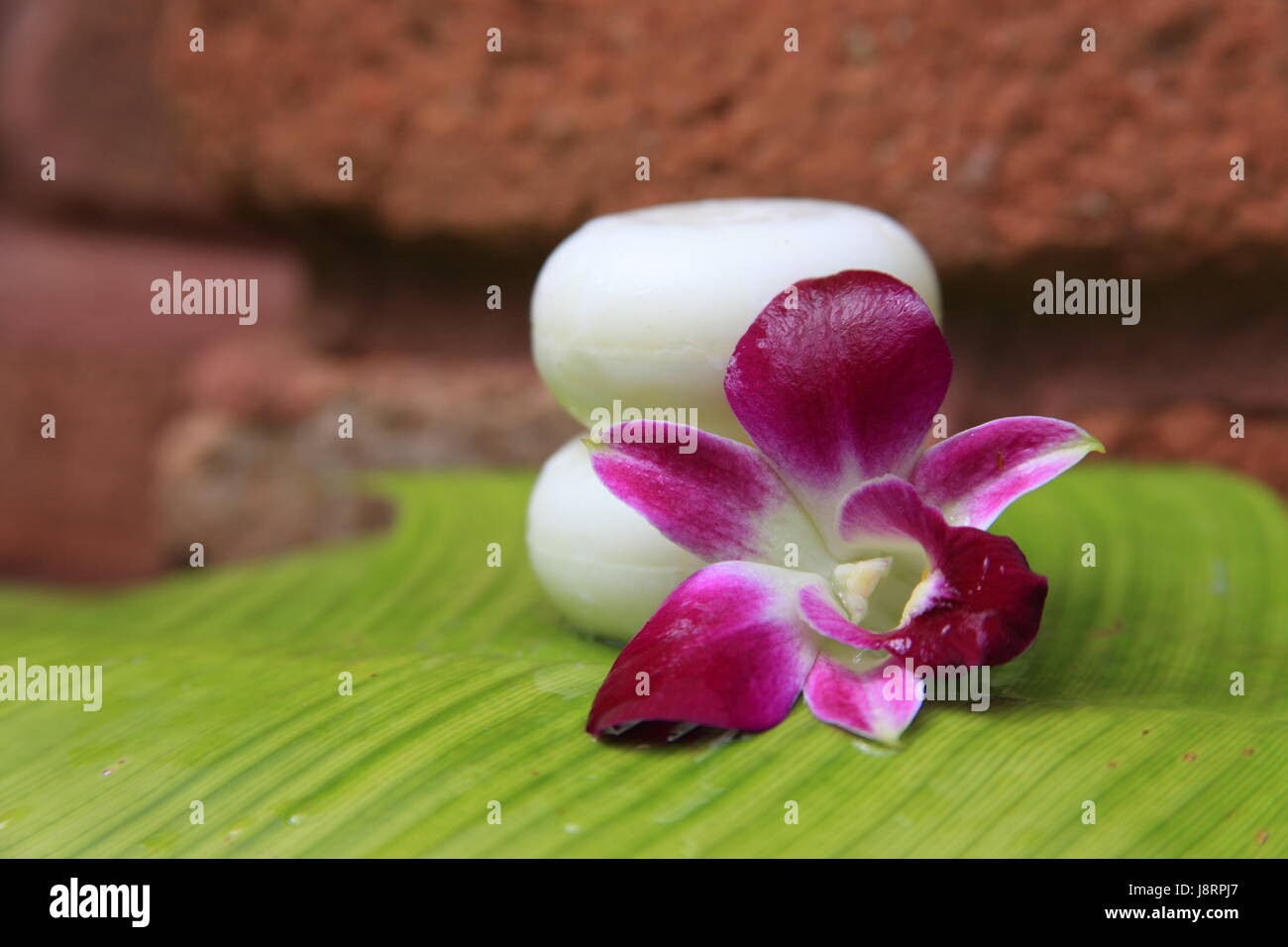 flower, plant, bloom, blossom, flourish, flourishing, soap, spa, mineral Stock Photo