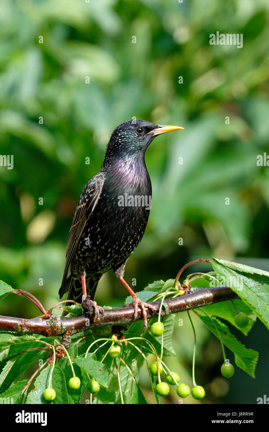 Common Starling, Sturnus vulgaris also called European Starling, male bird with a yellow bill that has a blue grey base, also an all black eye Stock Photo