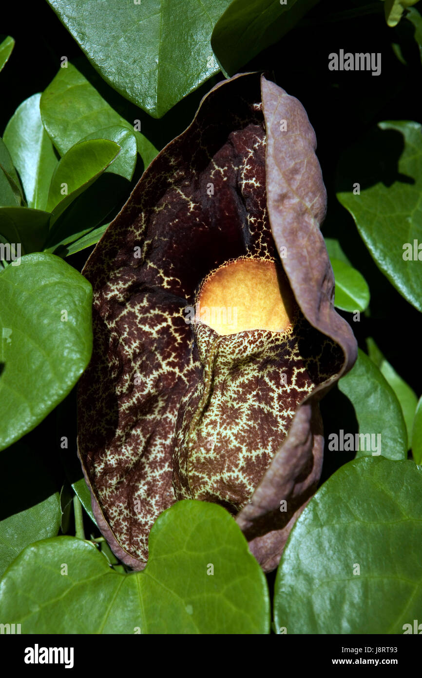 riesenosturluzie - aristolochia gigantea Stock Photo