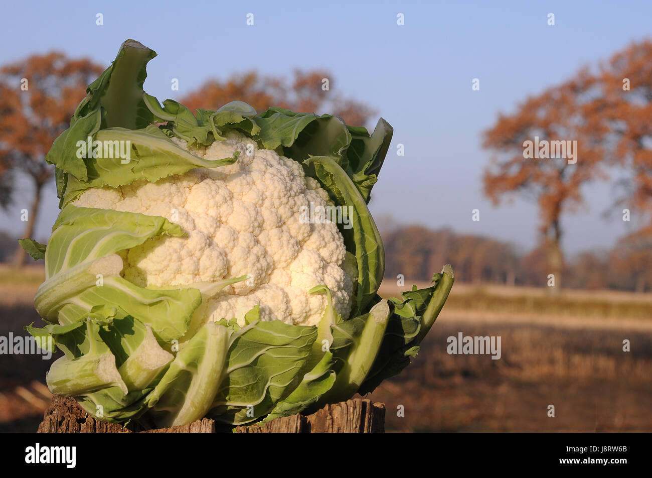 cabbage, cauliflower, harvest, head, leaves, agriculture, farming