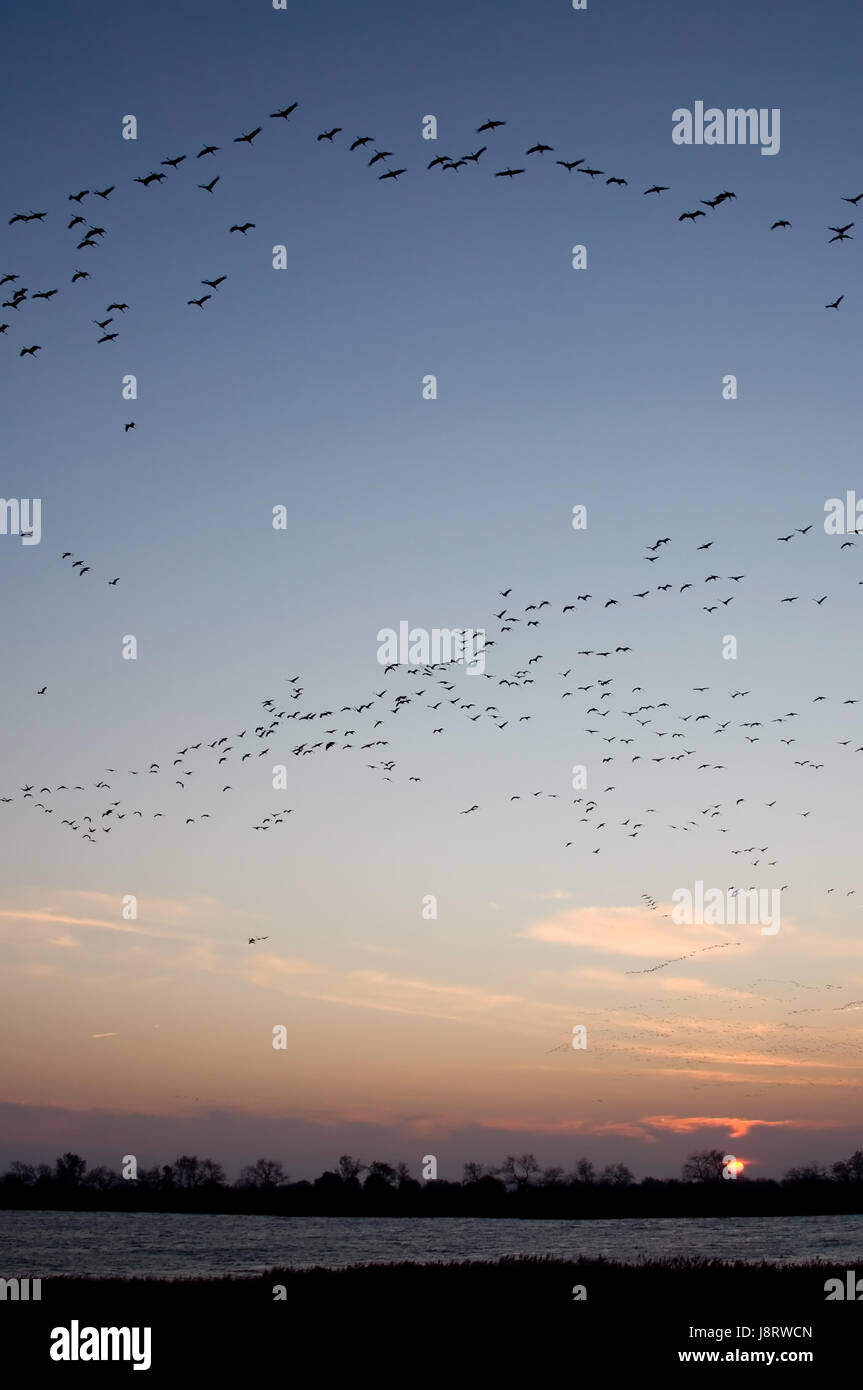 sunset, cranes, crane, grayer, fly, flies, flys, flying, flight, bird, wild, Stock Photo