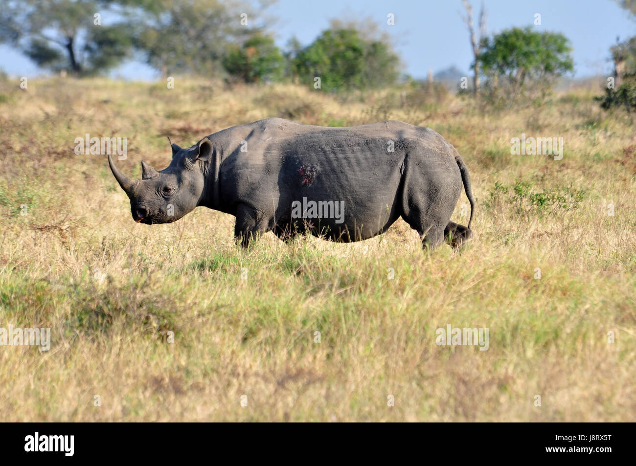 africa, wildlife, African, rhinoceros, rhino, legs, travel, big, large ...