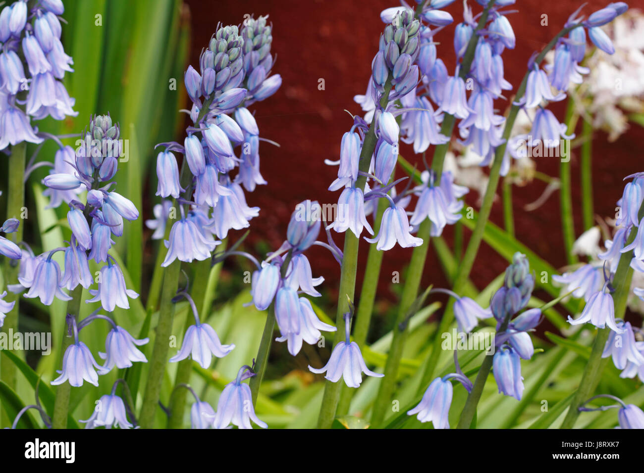 blue, flower, flowers, plant, flora, purple, violet, blue, beautiful, Stock Photo