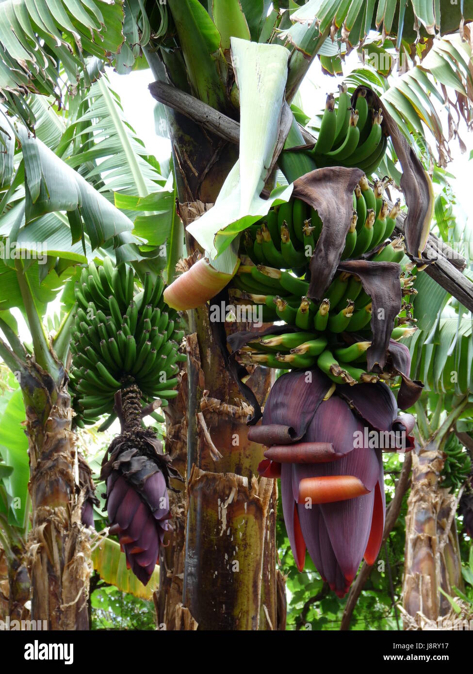 bananas in madeira Stock Photo