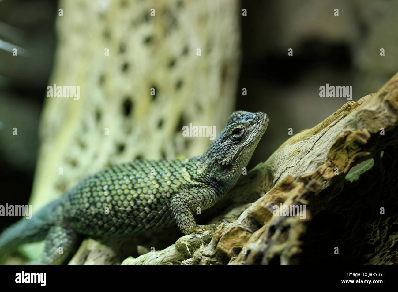 macro, close-up, macro admission, close up view, reptile, hovel, iguana, sting, Stock Photo