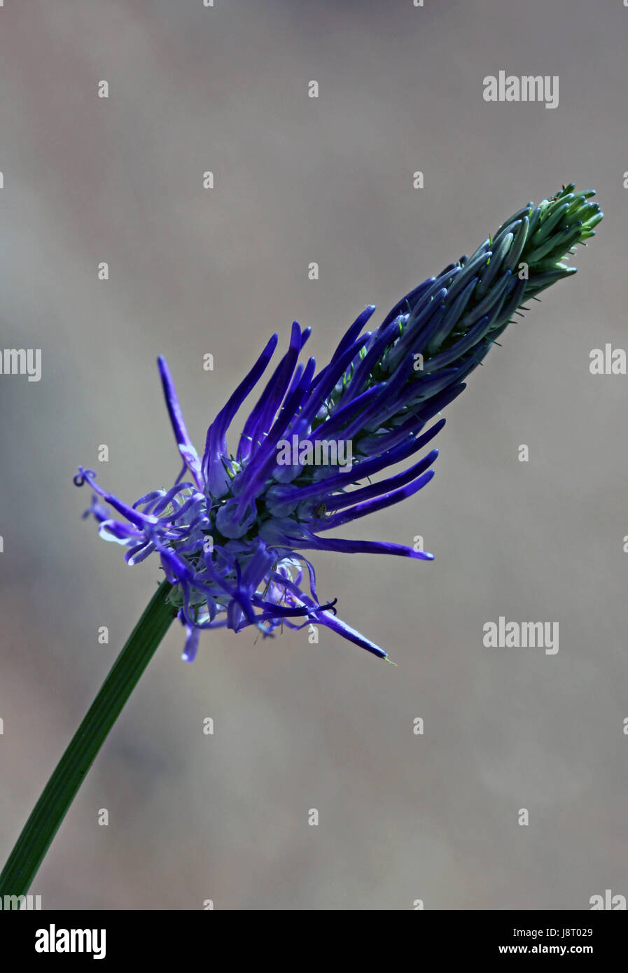 alpine flora, blue, alps, south tyrol, alpine flora, teufelskralle, phyteuma, Stock Photo