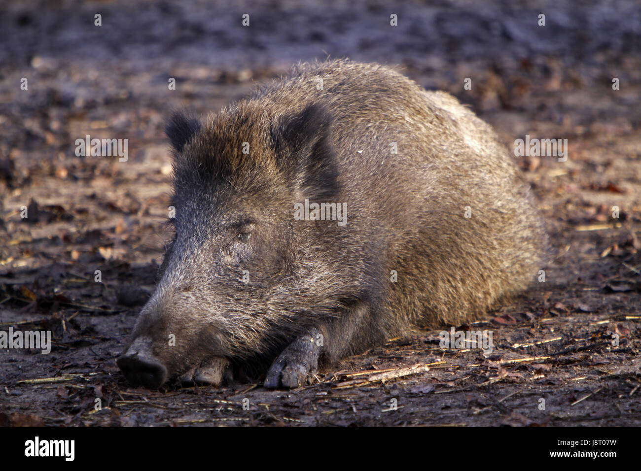 tired boar Stock Photo
