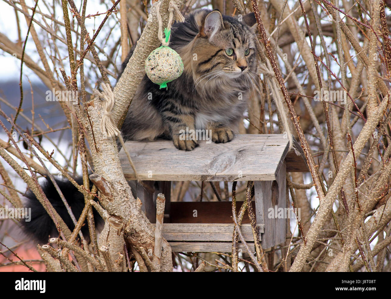 cats are dangerous for birds Stock Photo Alamy
