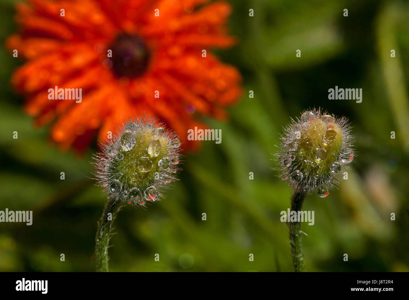 Poppy capsules flowers blue hi-res stock photography and images - Alamy