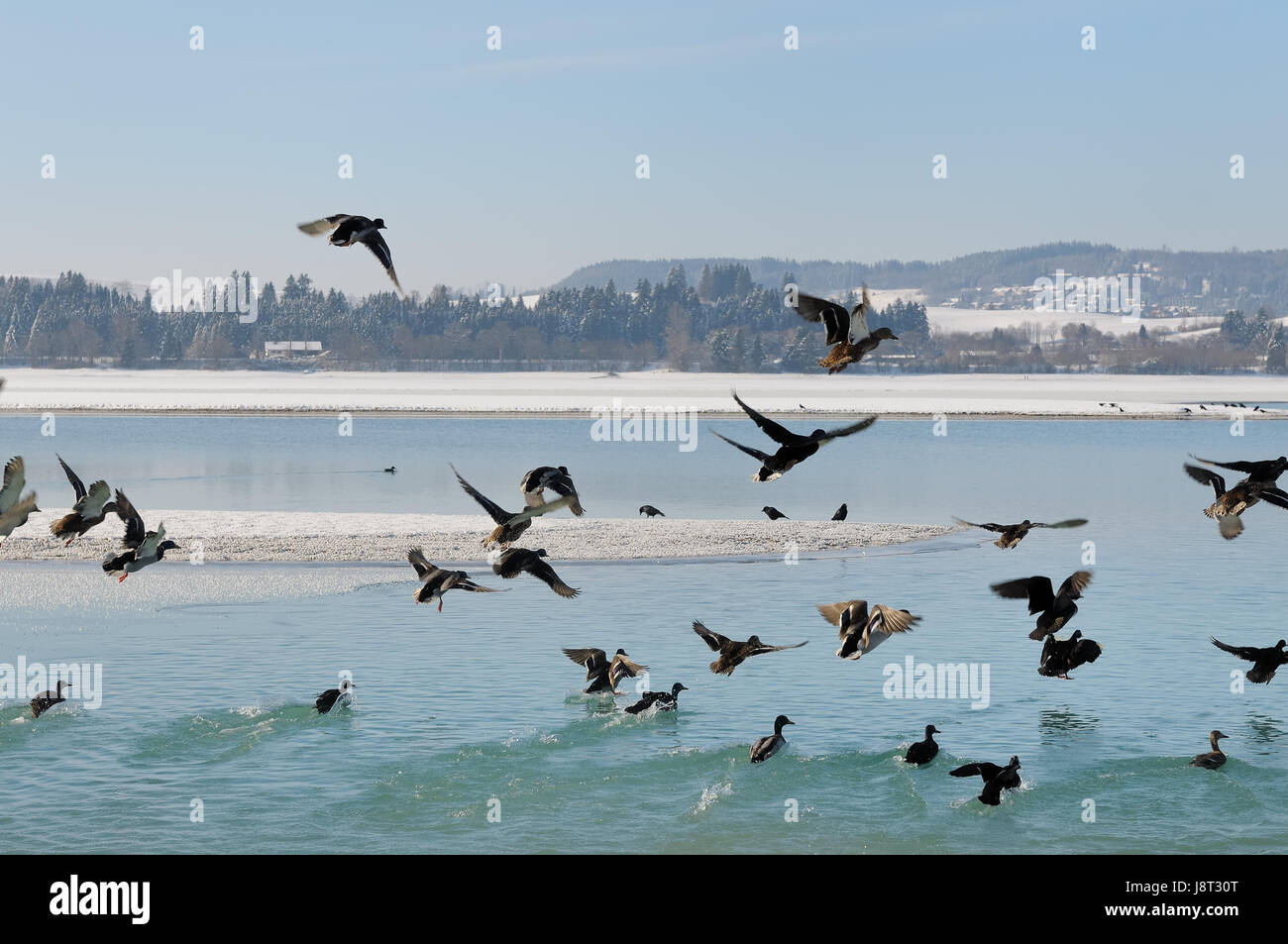 ducks flight lake Stock Photo