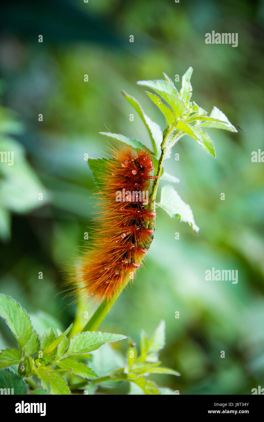 Insect Green Caterpillar Orange Nature Detail Colour Animal Insect Stock Photo Alamy