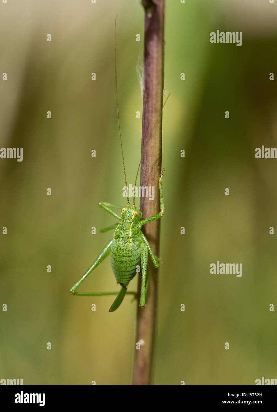 female, insect, immature, infantile, childish, young, younger, lawn ...