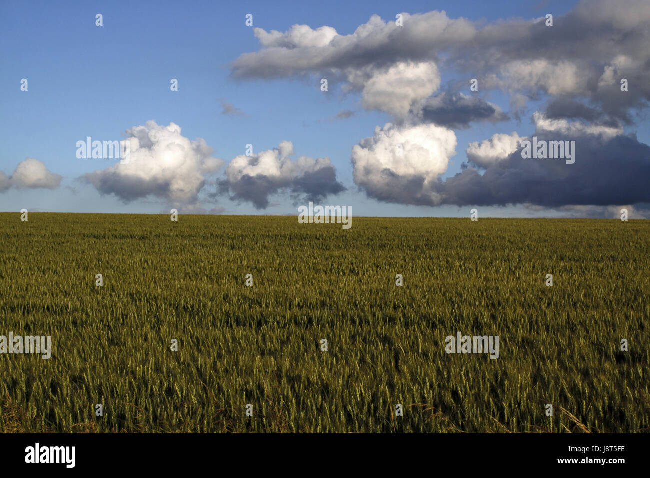 cultural landscape in summer Stock Photo