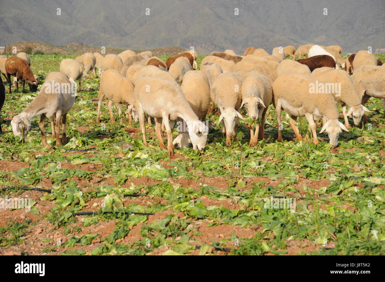sende sheep Stock Photo