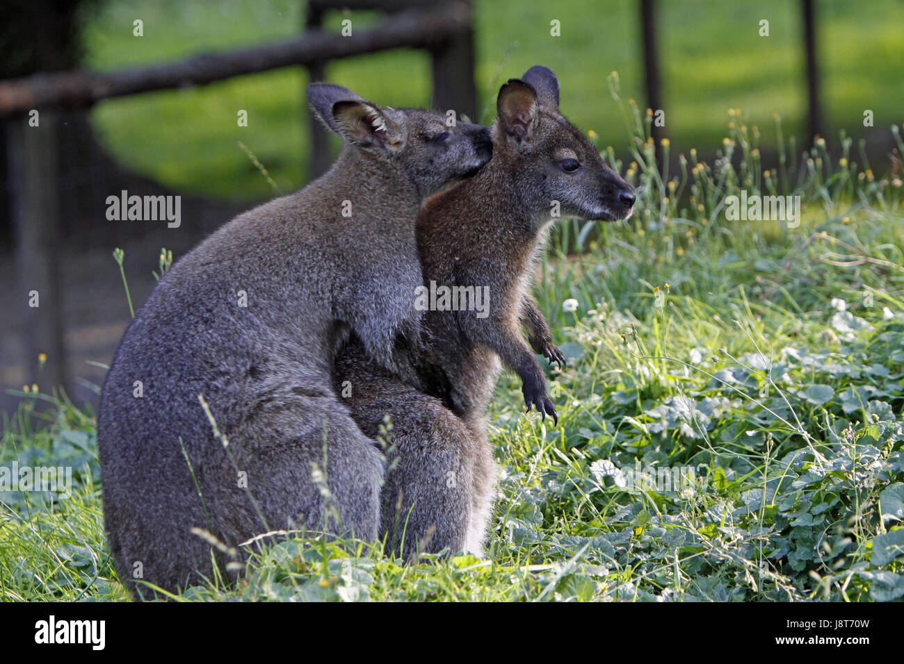 Mating kangaroos hi-res stock photography and images - Alamy Mating kangaroos hi-res stock photography and images - Alamy