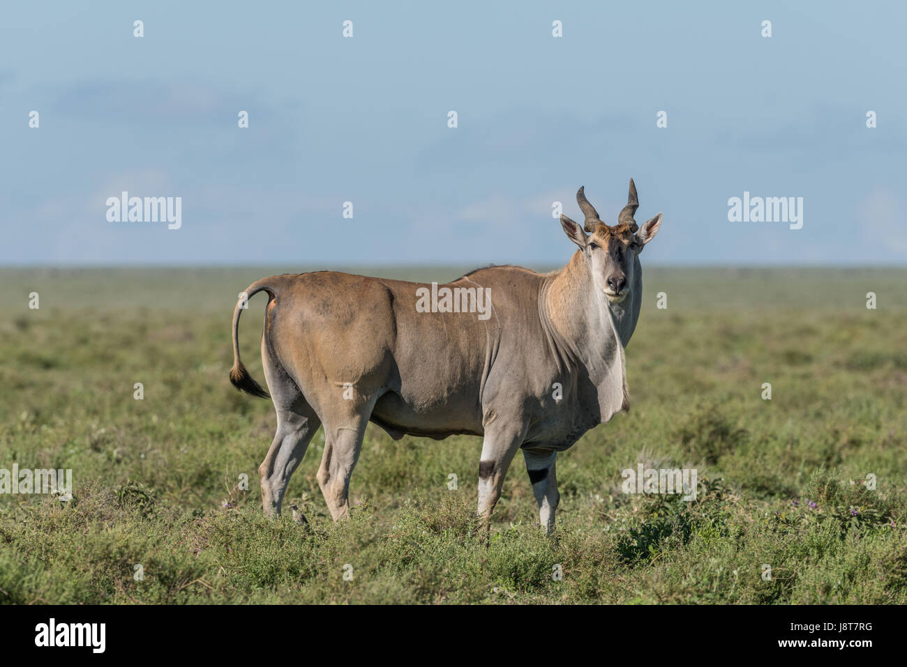 Eland on the Serengeti Plains, Tanzania Stock Photo