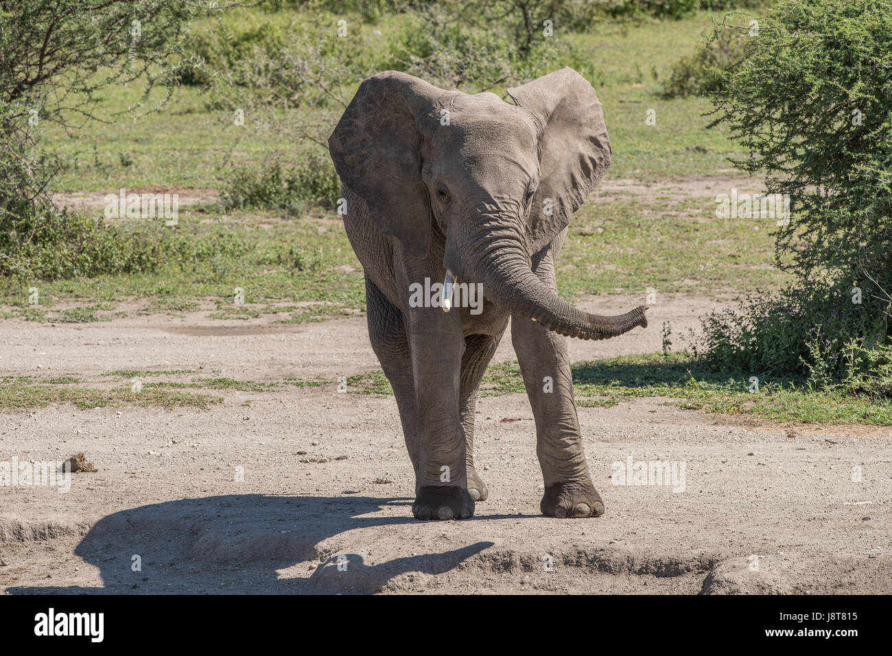 Elephant trunk display, Tanzania Stock Photo