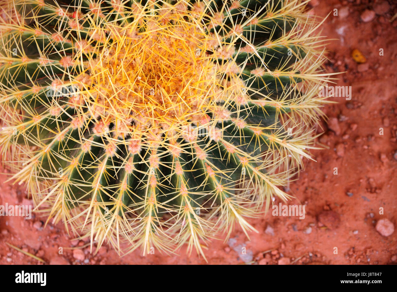 desert, wasteland, flower, plant, cacti, cactus, barrel, nature, close, leaf, Stock Photo