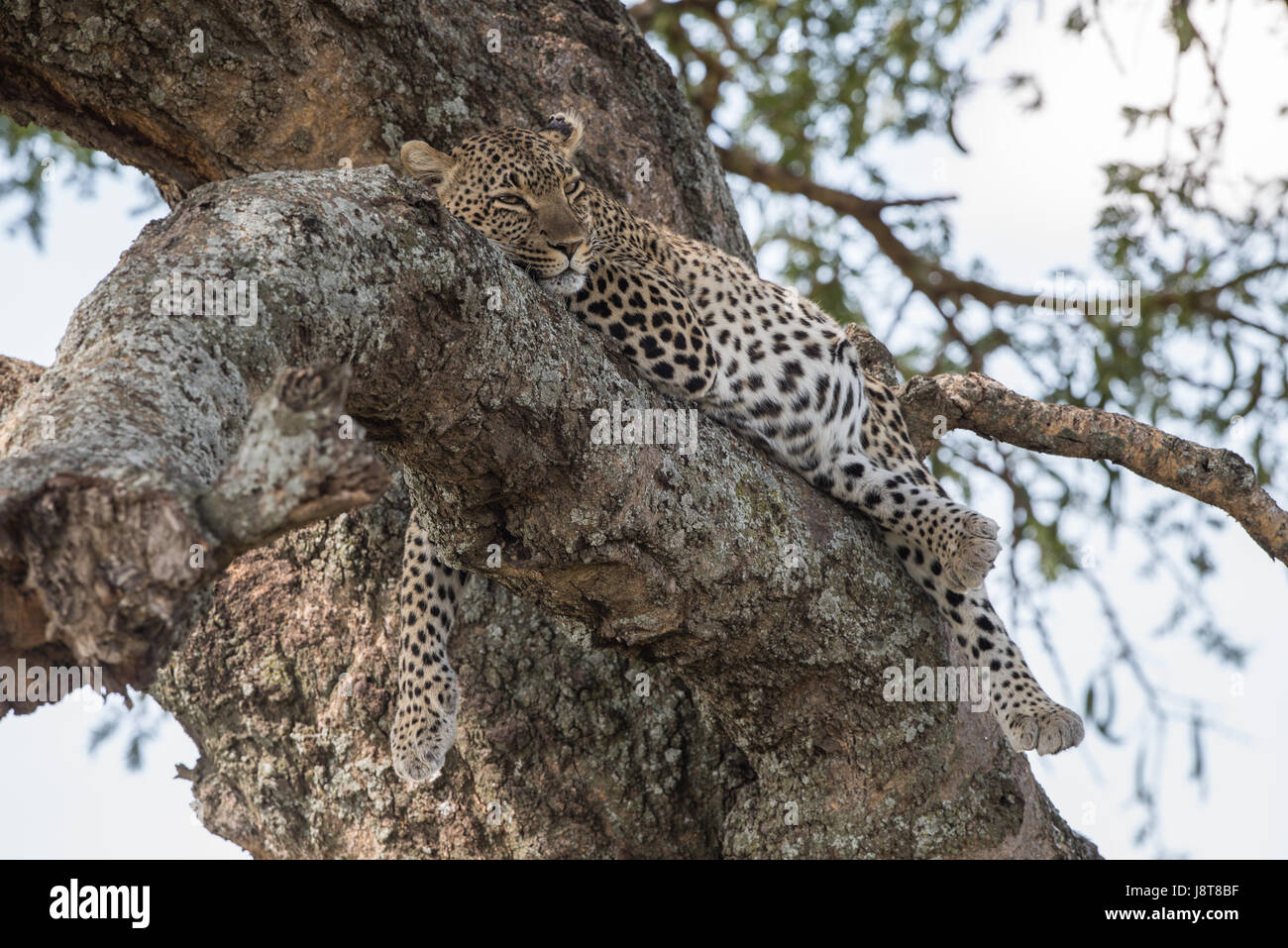 Leopard laying on branch hi-res stock photography and images - Alamy