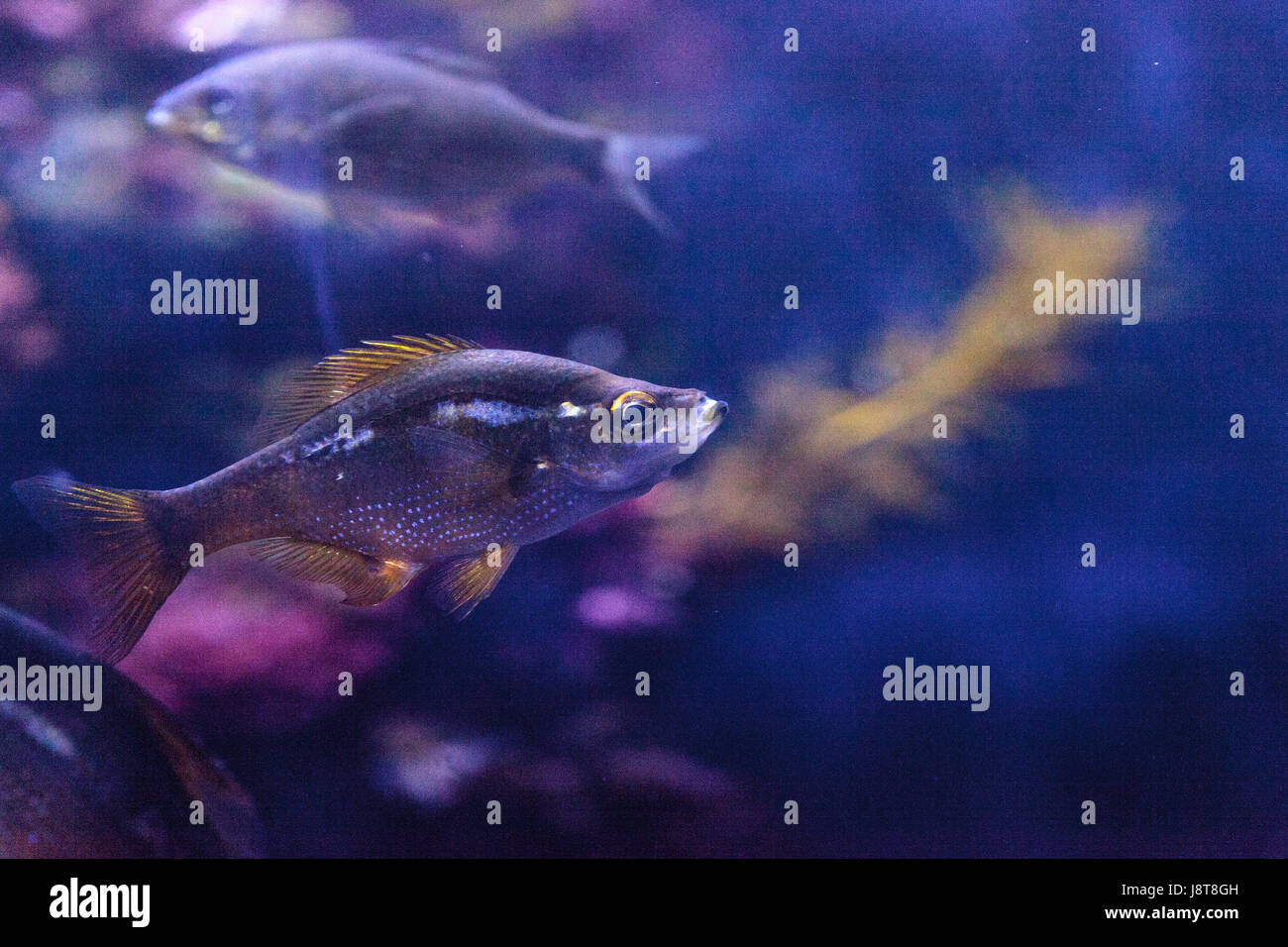 Bocaccio fish Sebastes paucispinis is a rockfish found off the coast of