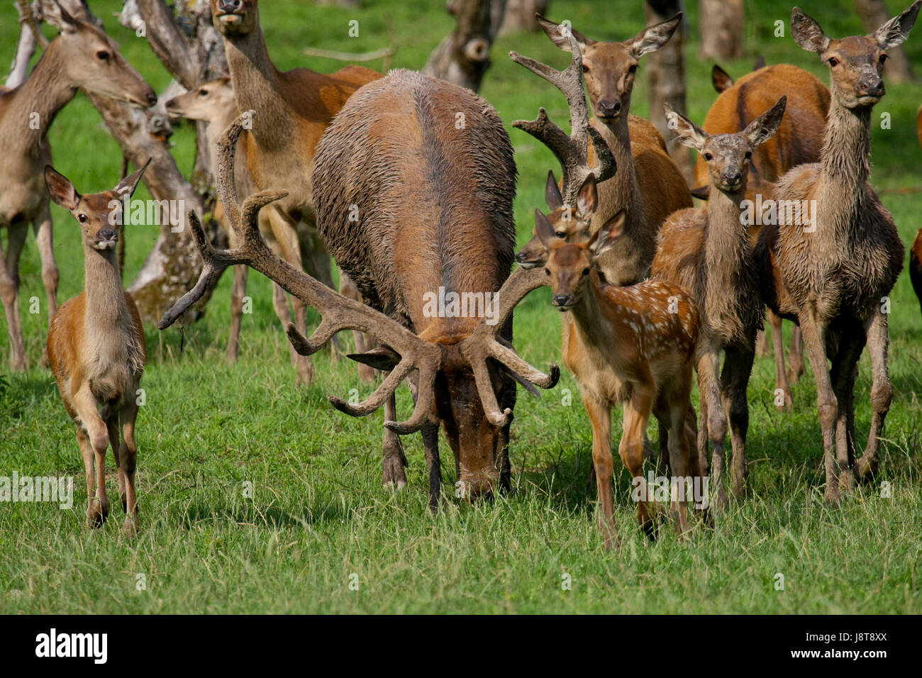 animal, wild, horns, deer, deer stag, hunting, chase, nature, hart, stag, Stock Photo