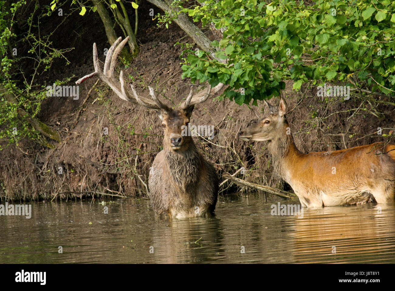 animals Stock Photo