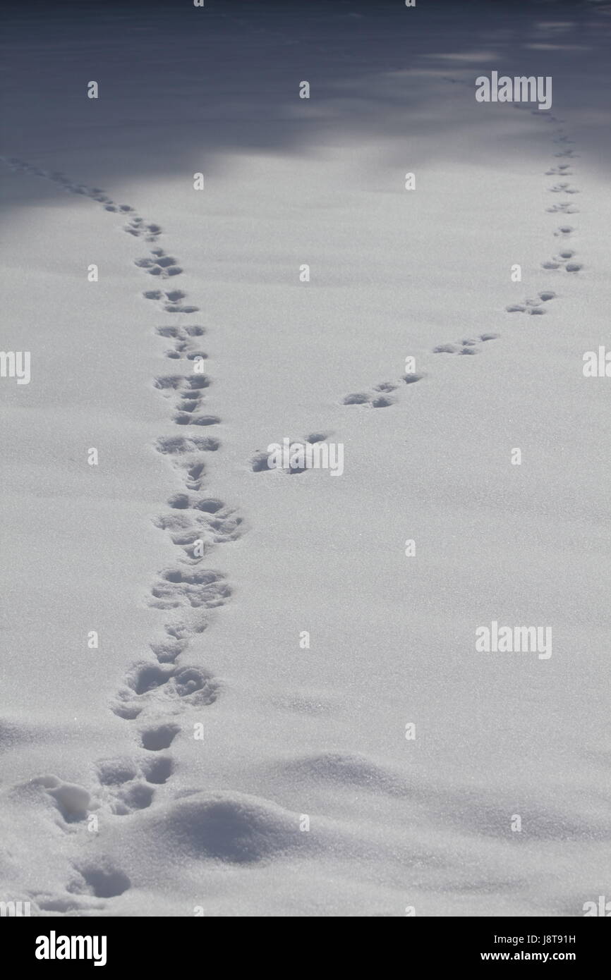 sense, crisis, asunder, apart, divorced, snow, marriage, life partnership, Stock Photo