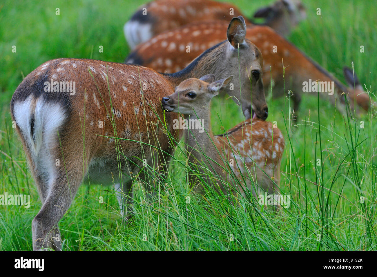 wild, herd, fallow deer, familiy, family, hart, stag, macro, close-up, macro Stock Photo