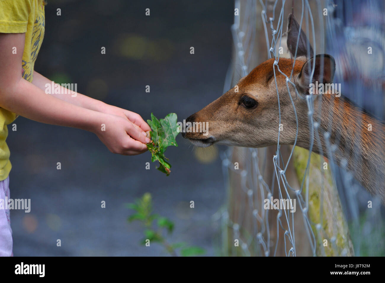 wildfutterung Stock Photo