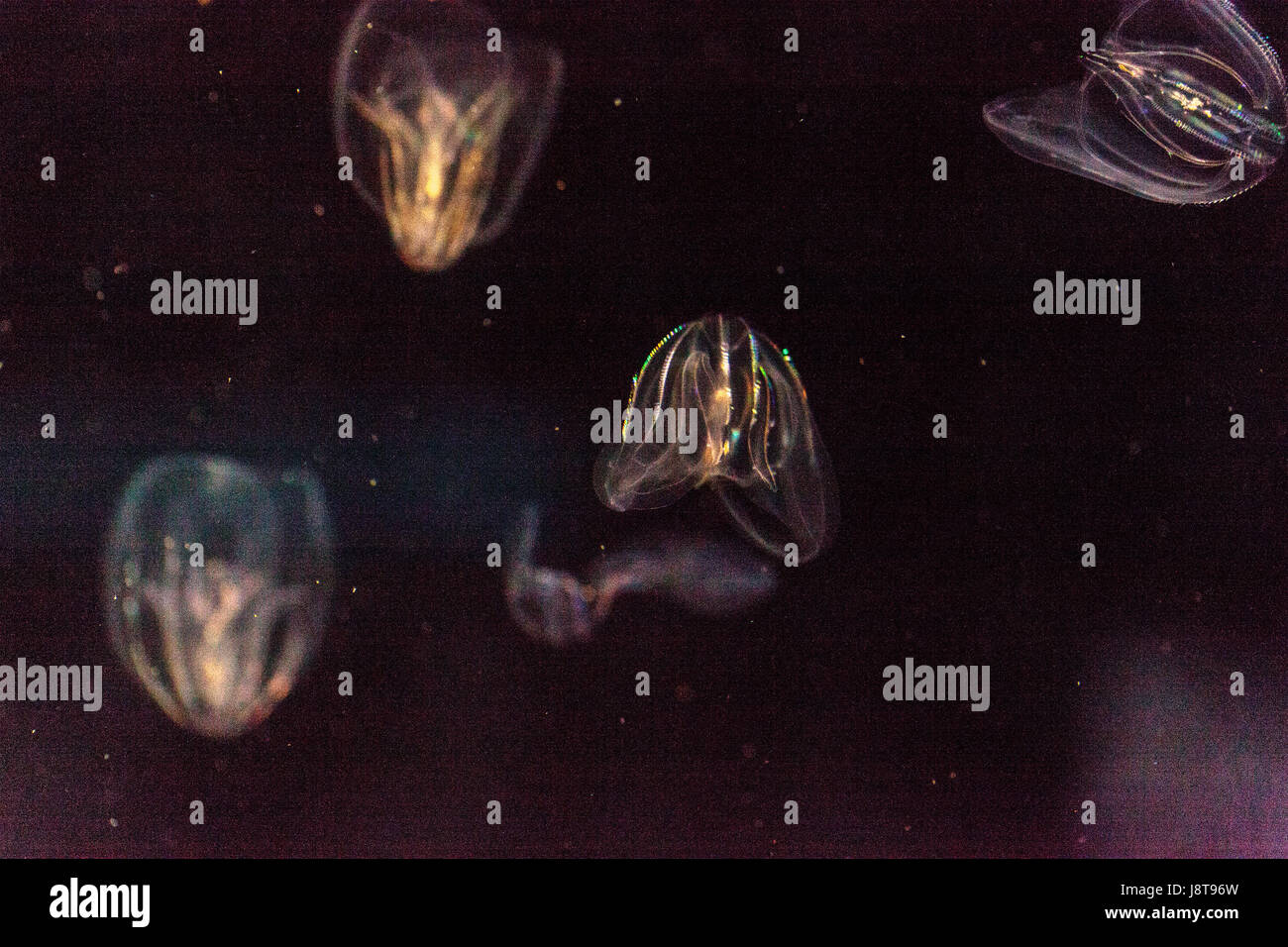 Comb jelly Phylum Ctenophora do not have stinging cells and have a simpler reproductive system