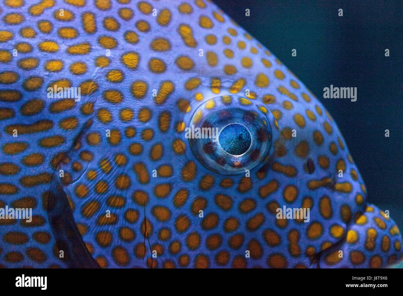 Close up of the eye of a Yellowspot rabbitfish Siganus guttatus in a coral reef. Stock Photo